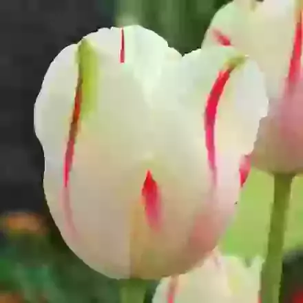 Sorbet
